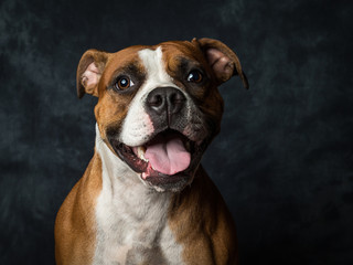 American Bull Dog