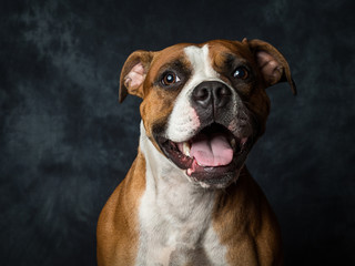 American Bull Dog