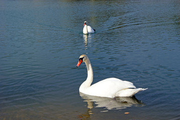 Swans on the lake