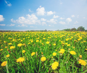 Yellow flowers field under blue cloudy sky