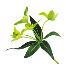 Obraz premium yellow green flower