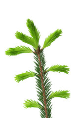 Young sprout of spruce isolated on white background, green tip