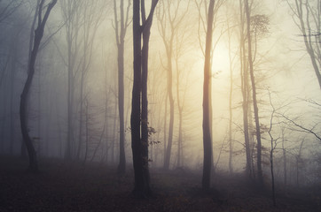 Fototapeta premium sunrise light in misty forest