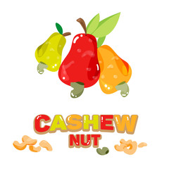 Cashew nuts fruit abnd seed with typographic design - vector