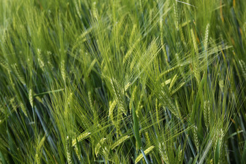 Obraz premium Gerste