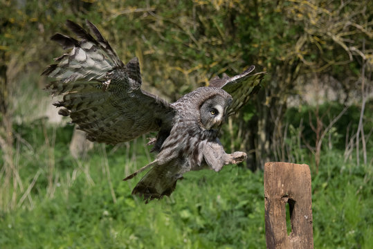 A great grey owl in flight and landing on a post with its wings outstretched