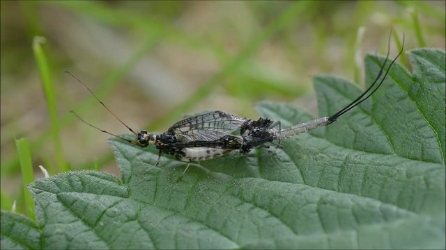 Green Drake Mayfly (Ephemera danica) stuck during emergence. Mayfly imago mature adult stuck in exuvium, unable to free wings