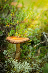 Mushroom in the forest