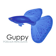 Aquarium fish Guppy vector illustration isolated on white background. - obrazy, fototapety, plakaty