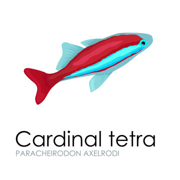 Aquarium fish Cardinal tetra vector illustration isolated on white background.