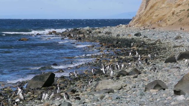 A group of Magellanic penguin on the beach at Magdalena Island in Chile
