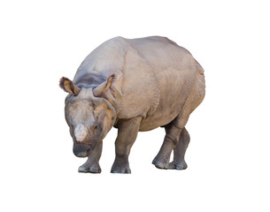 rhinoceros walking isolated on white background