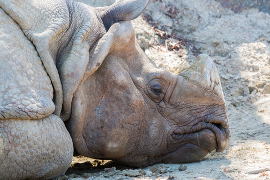 rhinoceros sleeping on dirty ground in forest.