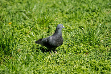 Pigeon in green grass