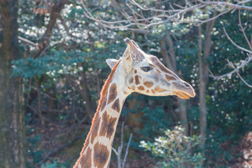 Beautiful Giraffe Close up, Giraffe in forest.