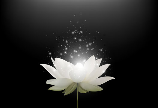 Magic White Lotus flower on black background