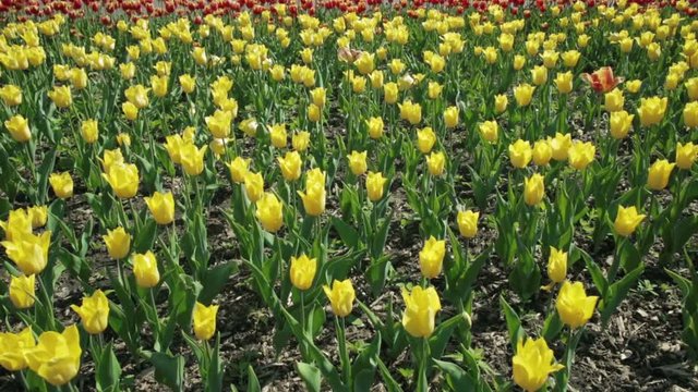 Beautiful flower bed with yellow tulips.