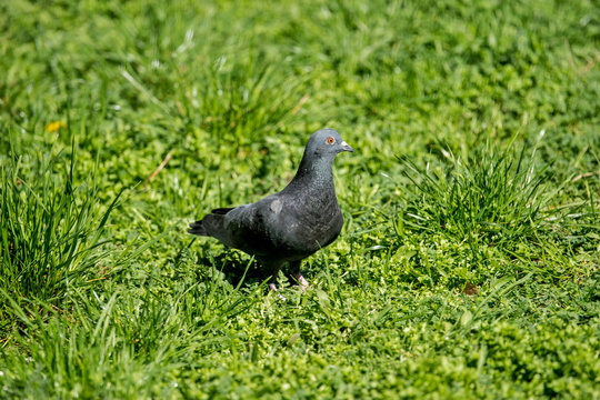 Pigeon in green grass