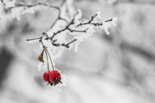 Fototapeta winter,  