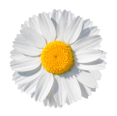 White daisy close-up isolated on white background.
