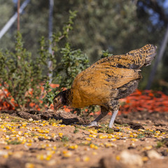 Black and brown chick is eating corn grains. Organic poultry farm