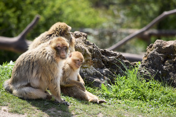 Barbary Macaques family
