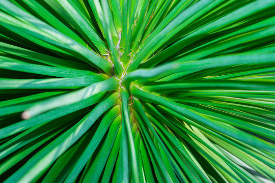 Abstract green branch of bush plant texture.