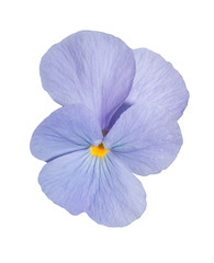 Viola blue Pansy Flower Isolated on White Background.