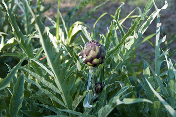 Carciofo viola di Montelupone