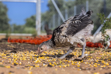 Black and white chicken eating corn grains in organic poultry farm