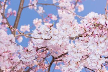 Beautiful pink cherry blossom in full bloom.