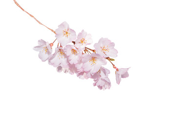 Beautiful pink cherry blossom isolated on white.