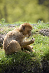 little barbary ape baby