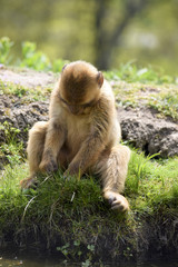 little barbary ape baby