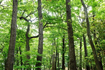 森林の新緑風景