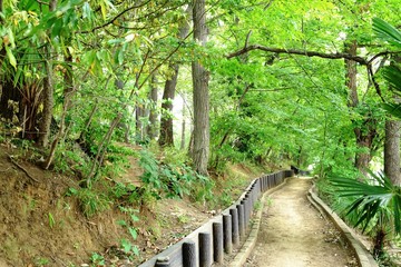 Fototapeta premium 新緑風景