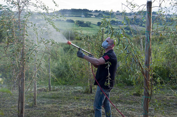 Trattamento fitoterapico Goji