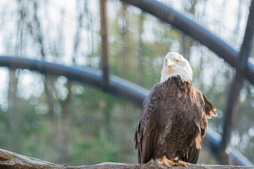 Bald feral eagle perched on a dry branch.