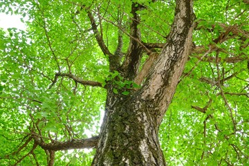 新緑の銀杏の木を見上げて