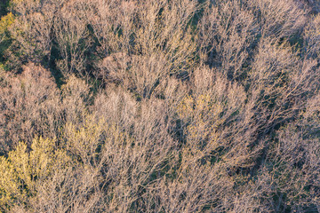 Aerial view of the forest with dry tree.