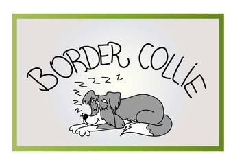 border collie