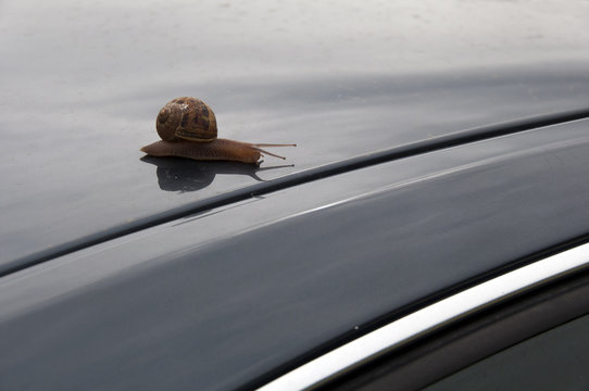 Lumaca su automobile