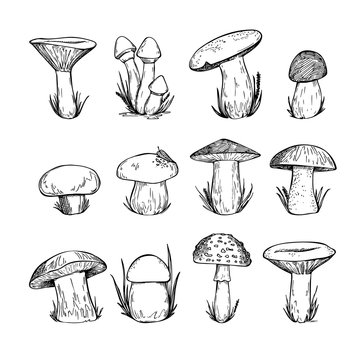Hand drawn vector vintage illustration - Mushrooms.