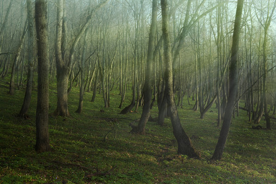 Fototapeta Лучи солнца пробиваются сквозь утренний туман в лесу