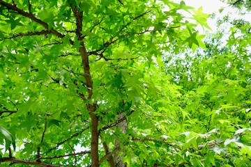 初夏イメージ（モミジの葉）