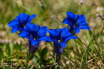 Blauer Enzian blüht auf einer Frühlingswiese