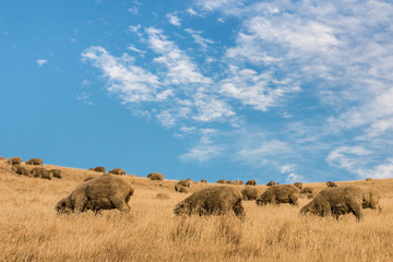 Obraz premium grazing merino sheep against blue sky