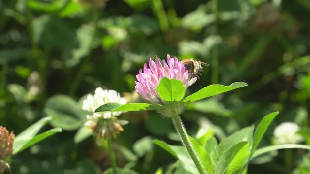 Red clover and honey bee