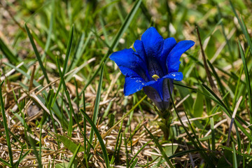 Blauer Enzian auf einer Wiese in den bayrischen Alpen