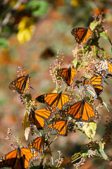Fototapeta premium Reserva de Biosfera de Mariposa Monarca, Michoacán (México)